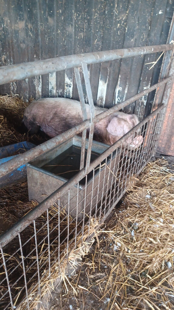 Welsh sow