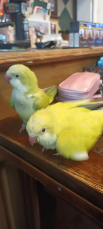 Beautiful super friendly Quaker parrot chicks