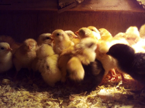 Chick for sale