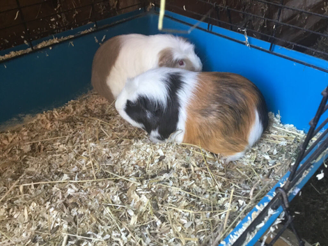 2 Adult females