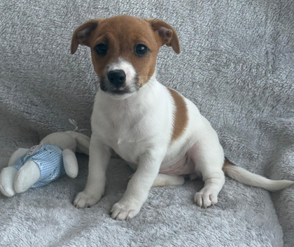 Gorgeous Jack Russel Puppies available, 4 Boys 1 Girl
