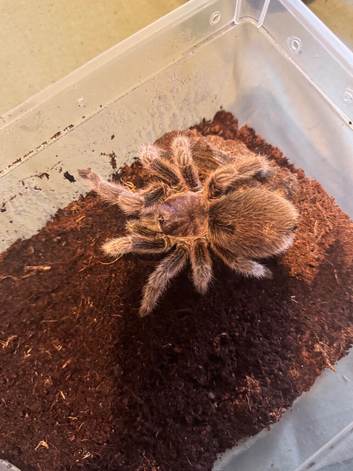 Adult female grammostola rosea collection only