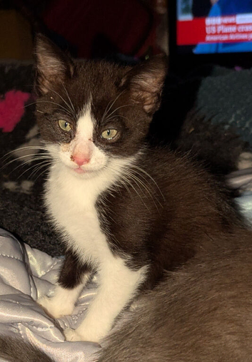 Adorable male kitten