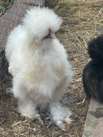 Silkie rooster available