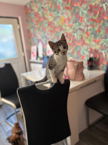 Male kitten