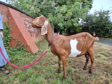 Registered Anglo Nubian Nanny for Sale