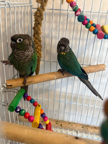 Beautiful bonded pair green check conures