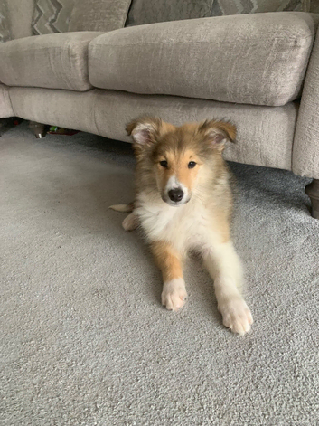 Rough collie sable puppy