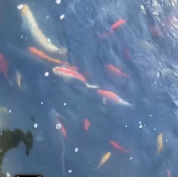Goldfish for sale