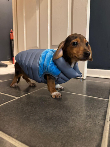 Dog for sale