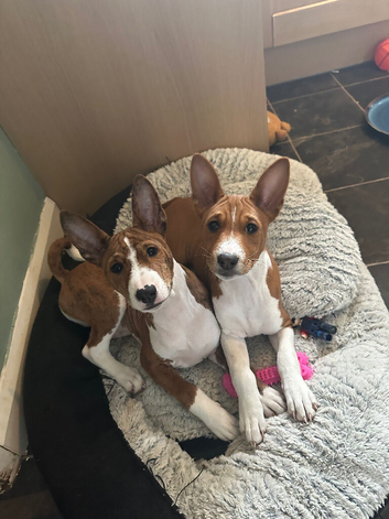 Basenji puppies litter 6 OLNY TWO MALES LEFT 4 months old now