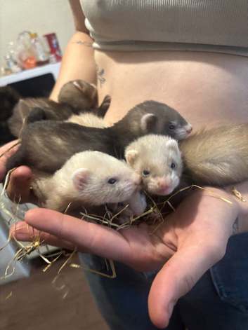 Ferret kits cheshire