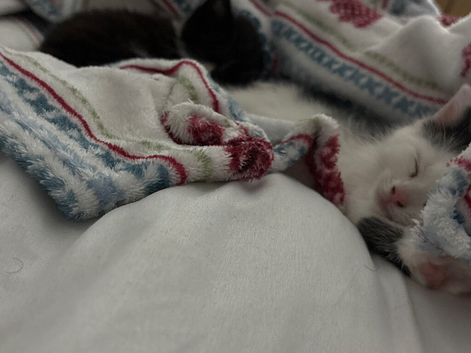 Kittens want them gone asap