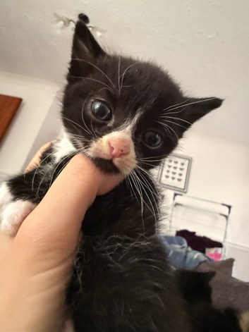 Kittens all sold