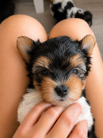 Beautiful Tiny Biewer Girl