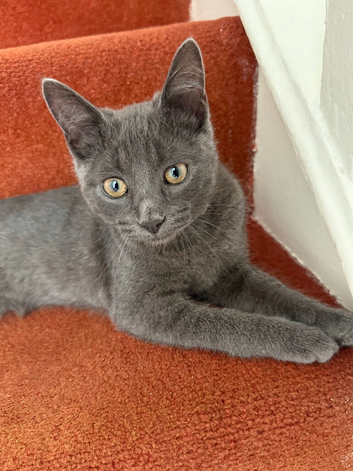5-month old kitten for sale