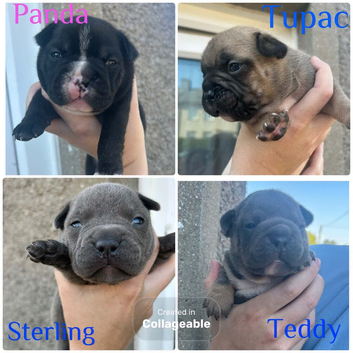 frenchyxpocketbully