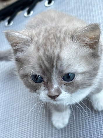 Gorgeous grey and white British shorthair