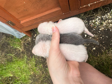 3 Girls Left