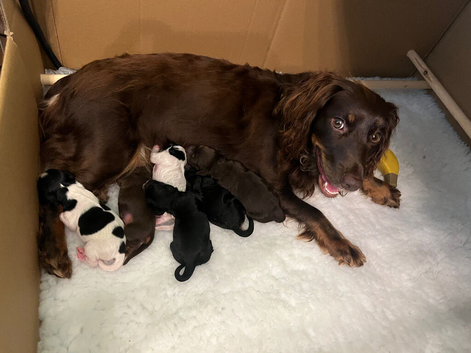 Premium Cockapoo Fb2 Puppies