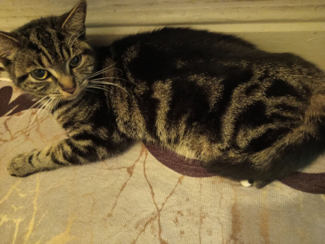 Mixed bengal