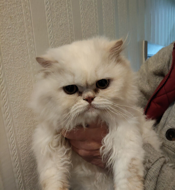 Persian kitten