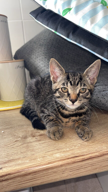 Egyptian mau mix breed male kitten