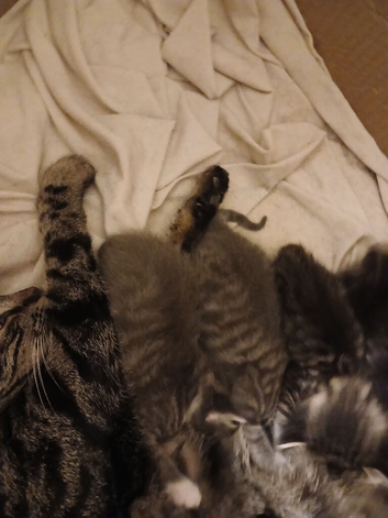 Kittens