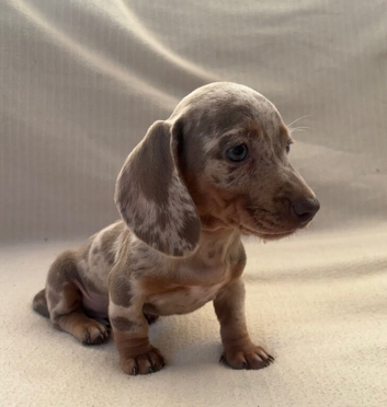 Stunning rainbow  litter ready now