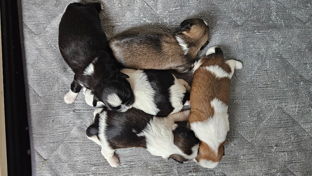 5 BEAUTIFUL SHI TZU PUPPIES