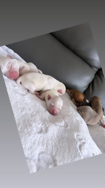Miniature chihuahuas