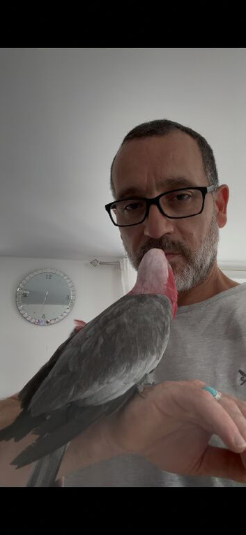 Galah cockatoo for sale