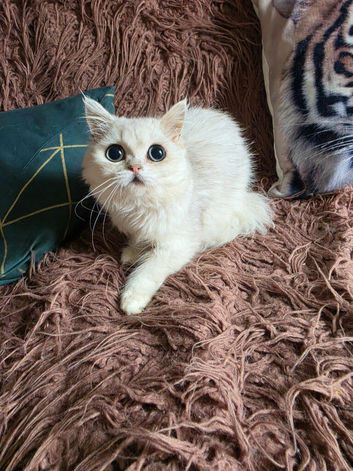 Loving Persian Chinchilla Girl