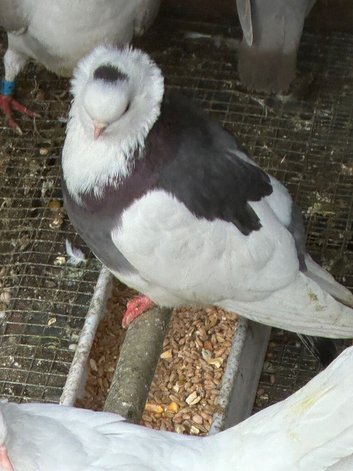 Pigeons for sale