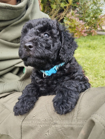 Miniature Labradoodle puppies