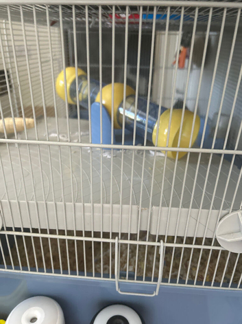 Hamster