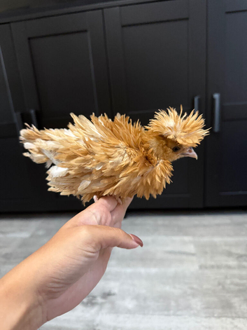 2 Polish chicks