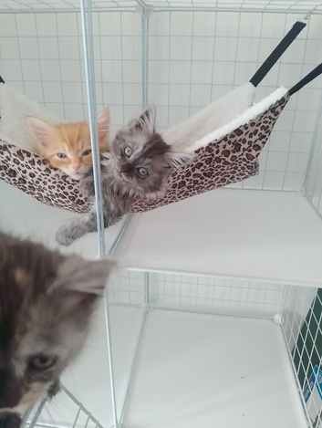 Maine coon kittens