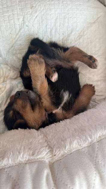 Pomeranian mix