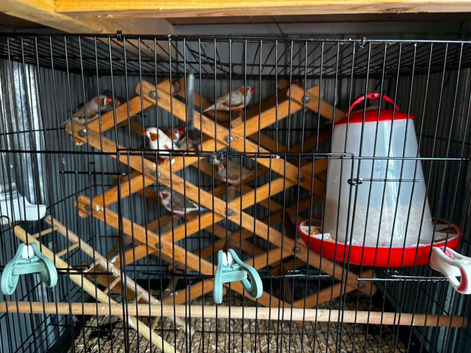 zebra finches
