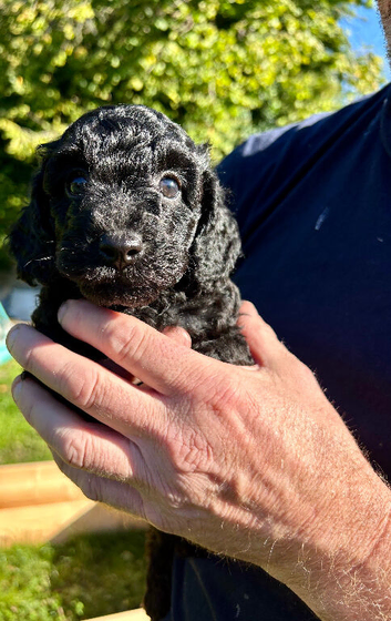 READY SOON Gorgeous Cockapoo pups