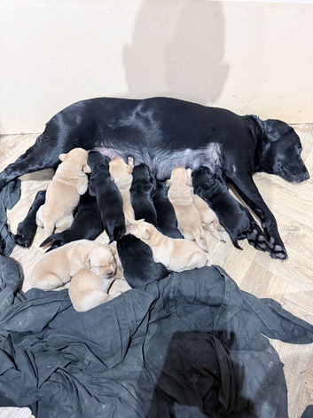 KC Labrador pups ready for homing now. LAST THREE