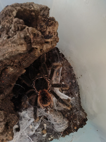 Mature male Salmon Pink Bird eater tarantula