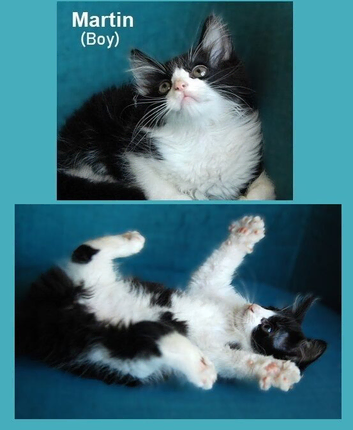Kittens looking for new home (nr Canterbury, Kent)