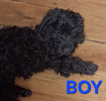 Beautiful Cockerpoo X Poodle puppies