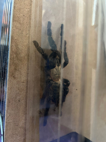 Selling HATI HATI Female + Male