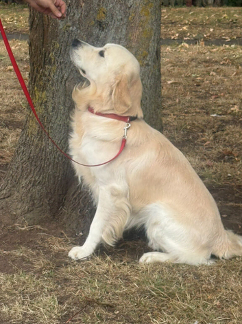 Golden Retriever Stud Dog - Excellent Health Results & Temperament