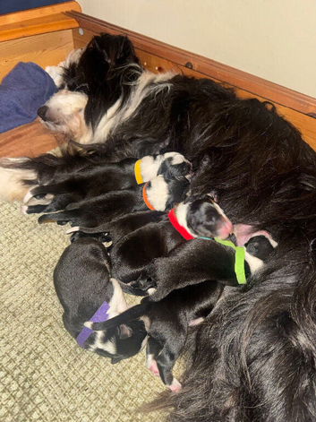 Bearded x Border Collie Puppies. 5 Boys & 2 Girls
