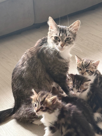 Bengal Maine coon cross kittens