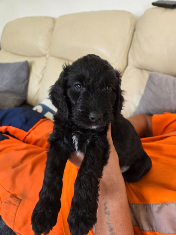 Cockapoo boy puppie left
